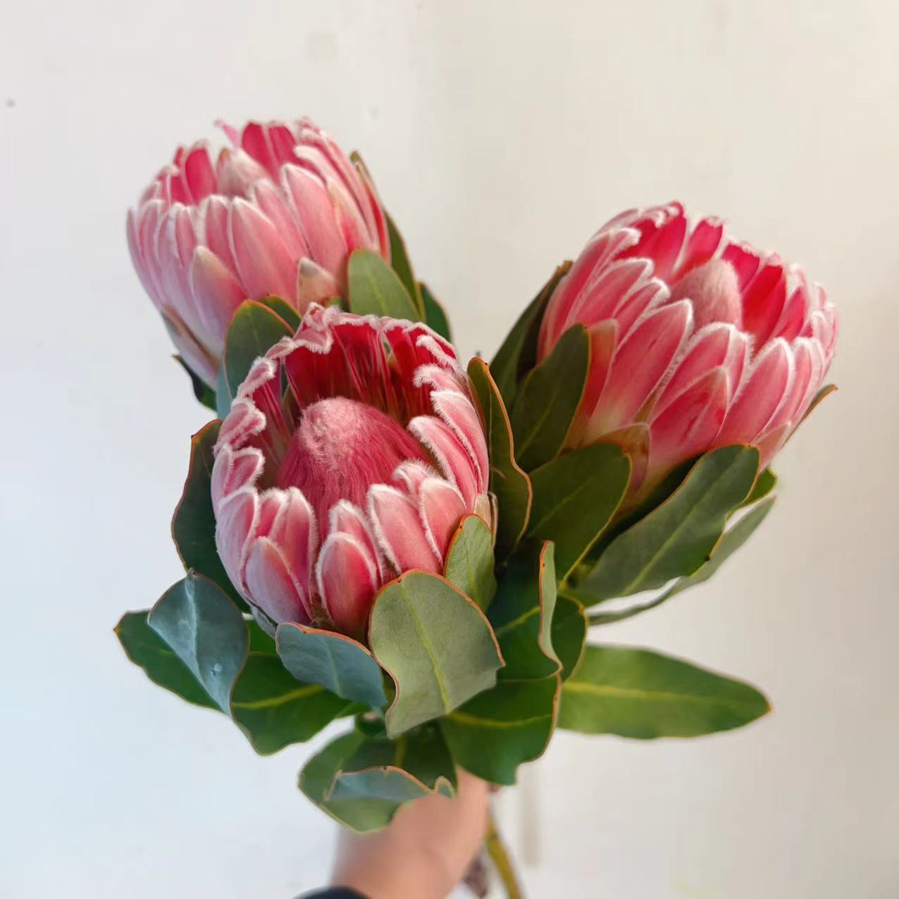 一花一木【嘉年华】可做干花 昆明顺丰空运包邮