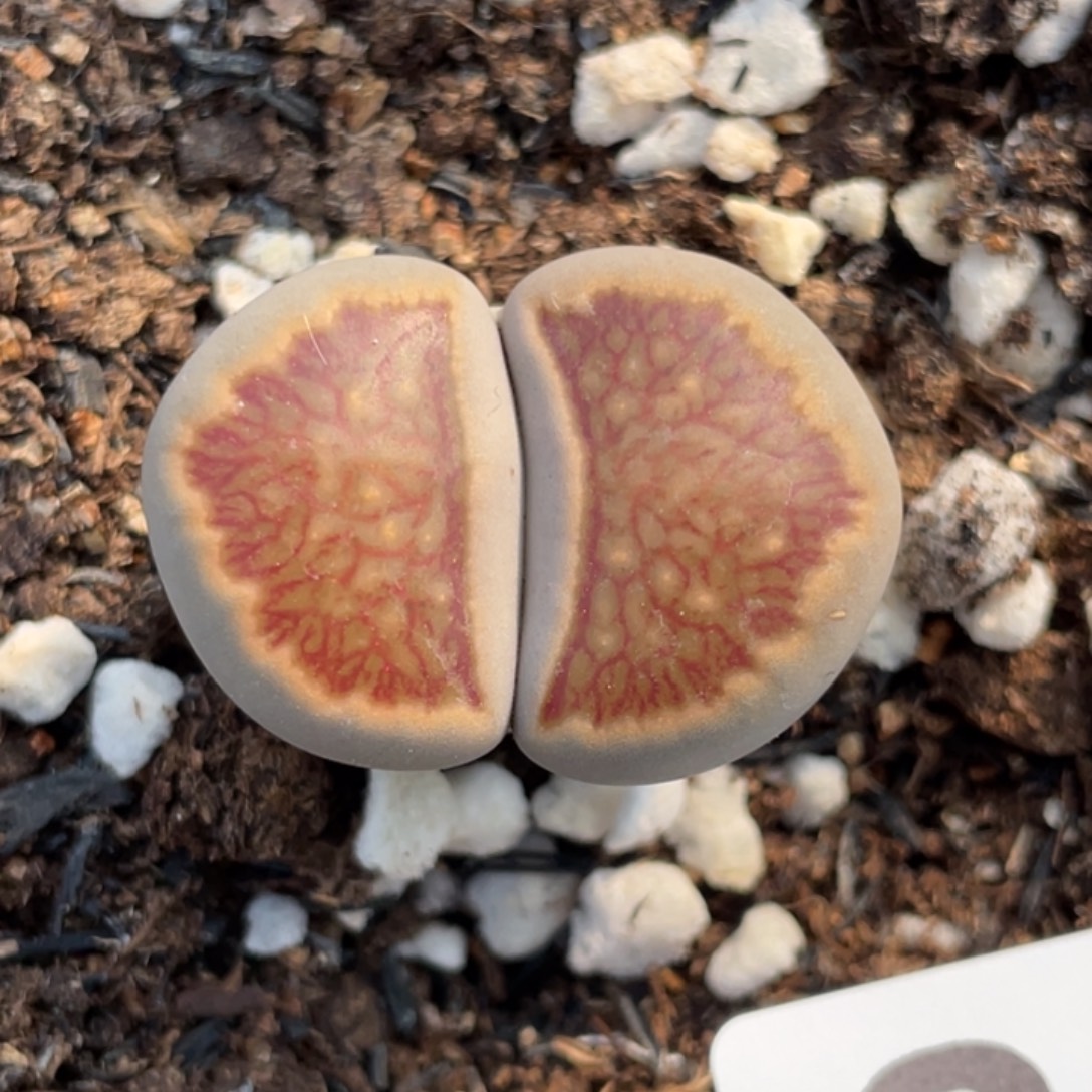 非偏远满20包邮667