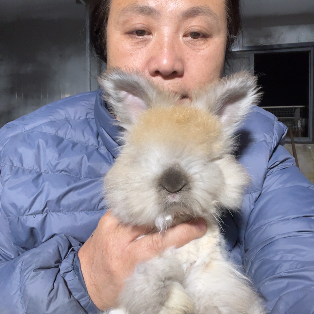双血统英系安哥拉兔子
