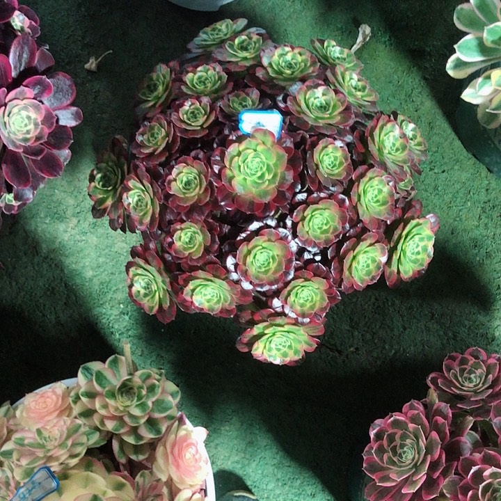 180安娜多肉法师