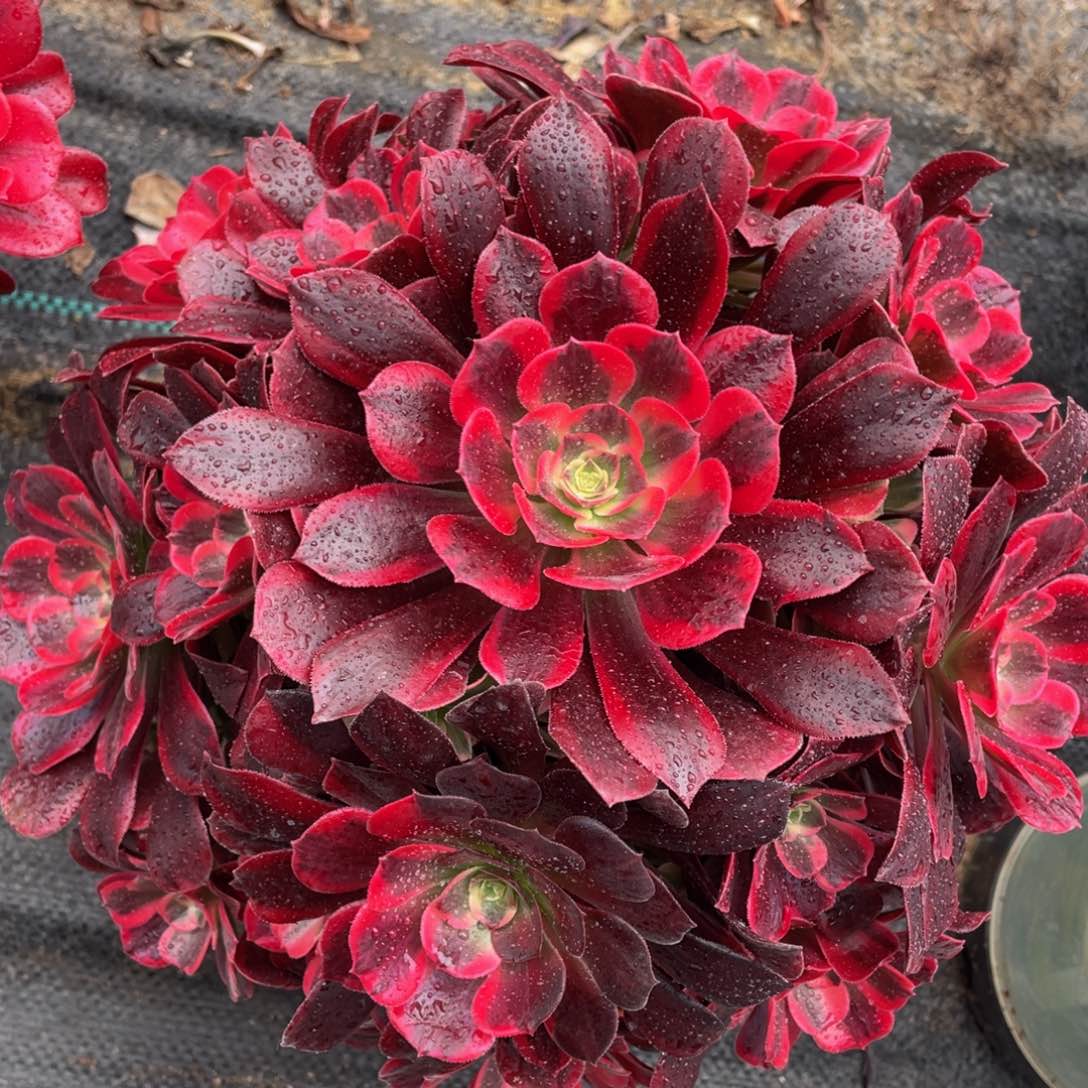 美杜莎精品法师多肉