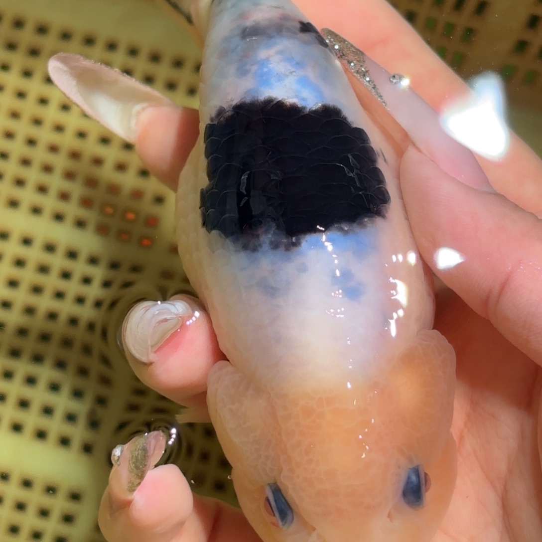 黎***光金鱼拍包装包装，不拍包装运费到付