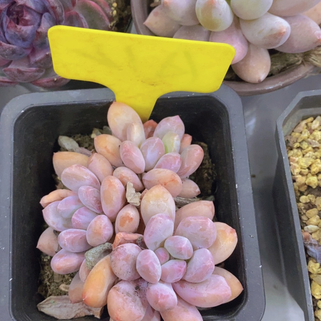 多肉植物，一物一拍，第5场