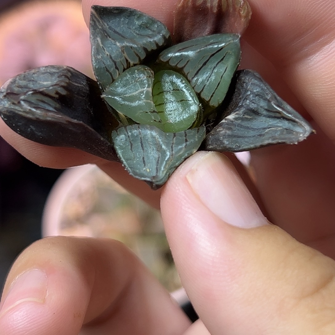 日月潭锦十二卷多肉植物
