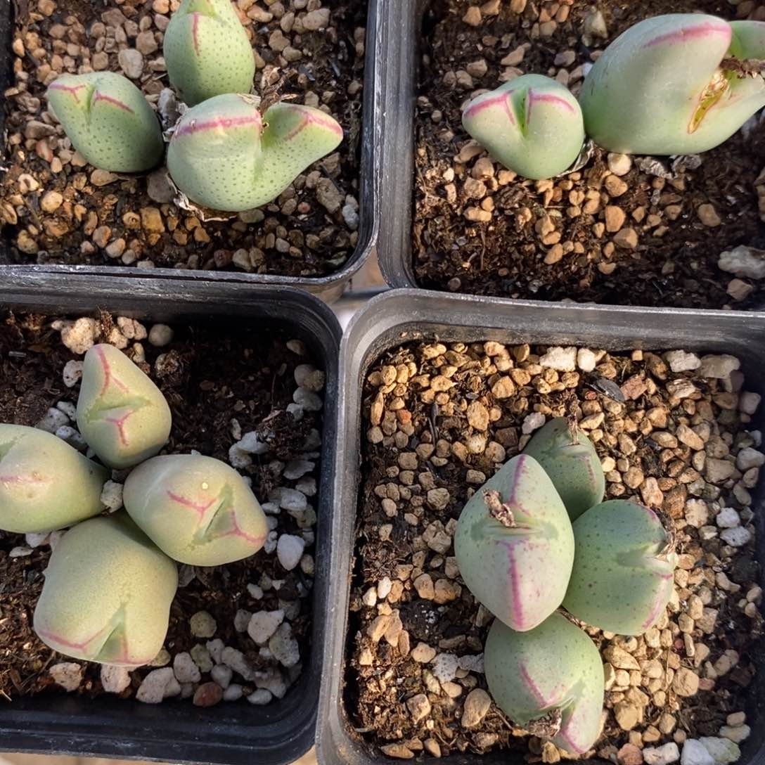 1354少将一组一组四个