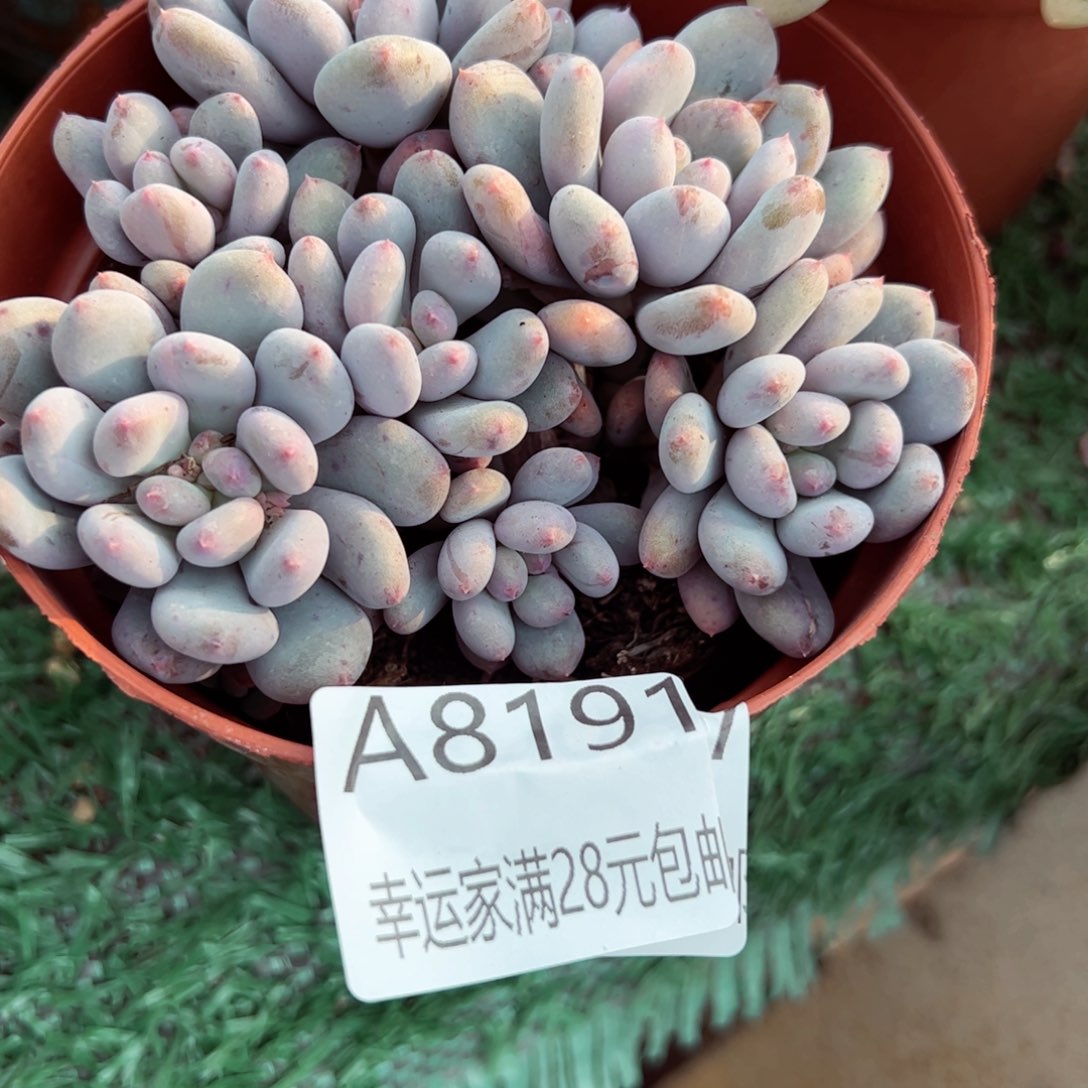 幸运的是我的朋友