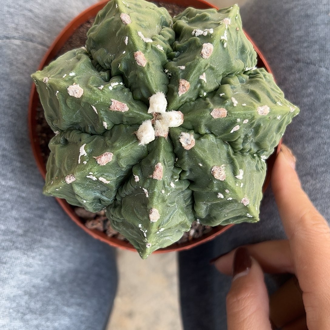 品***味实生鸾凤玉一物一拍