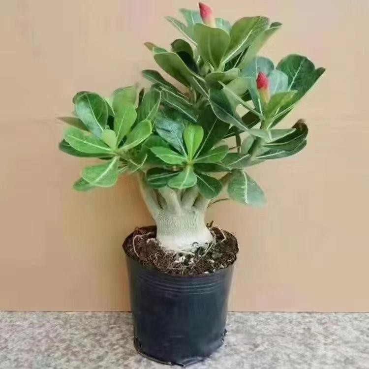 沙漠玫瑰花原生盆栽四季花开庭院室内外阳台好养花卉绿植沙漠玫瑰