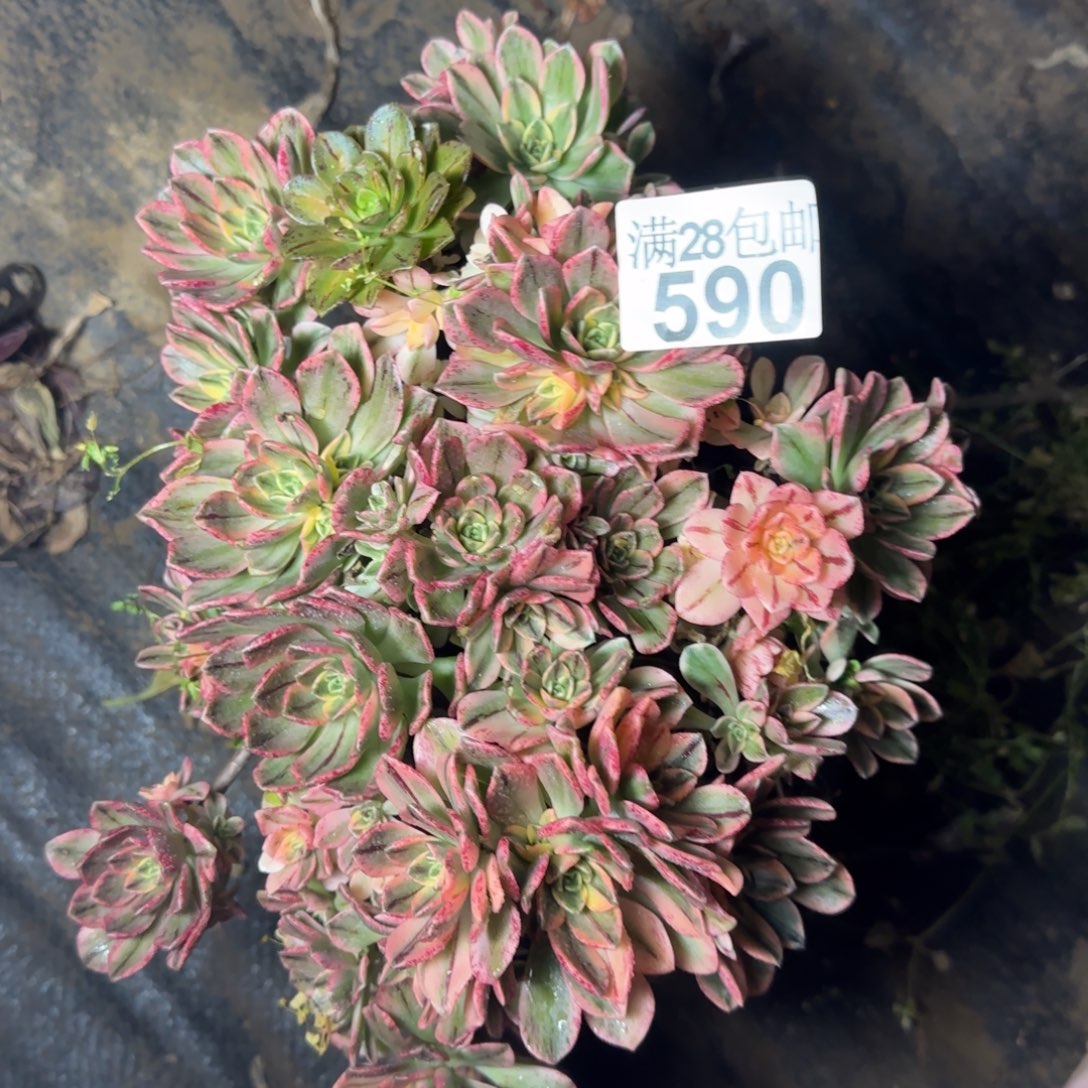 甜茶多肉散桩多肉590满28包邮断枝不包瑕疵