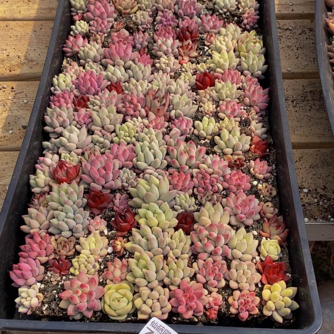 消*784多肉植物保护研究所