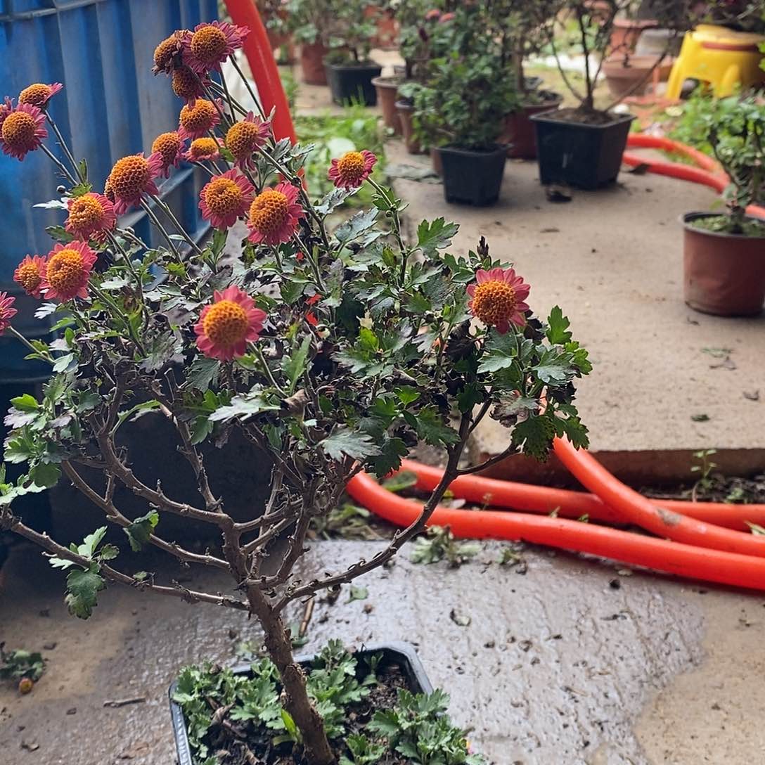 ****鱼完全开放菊花菊花