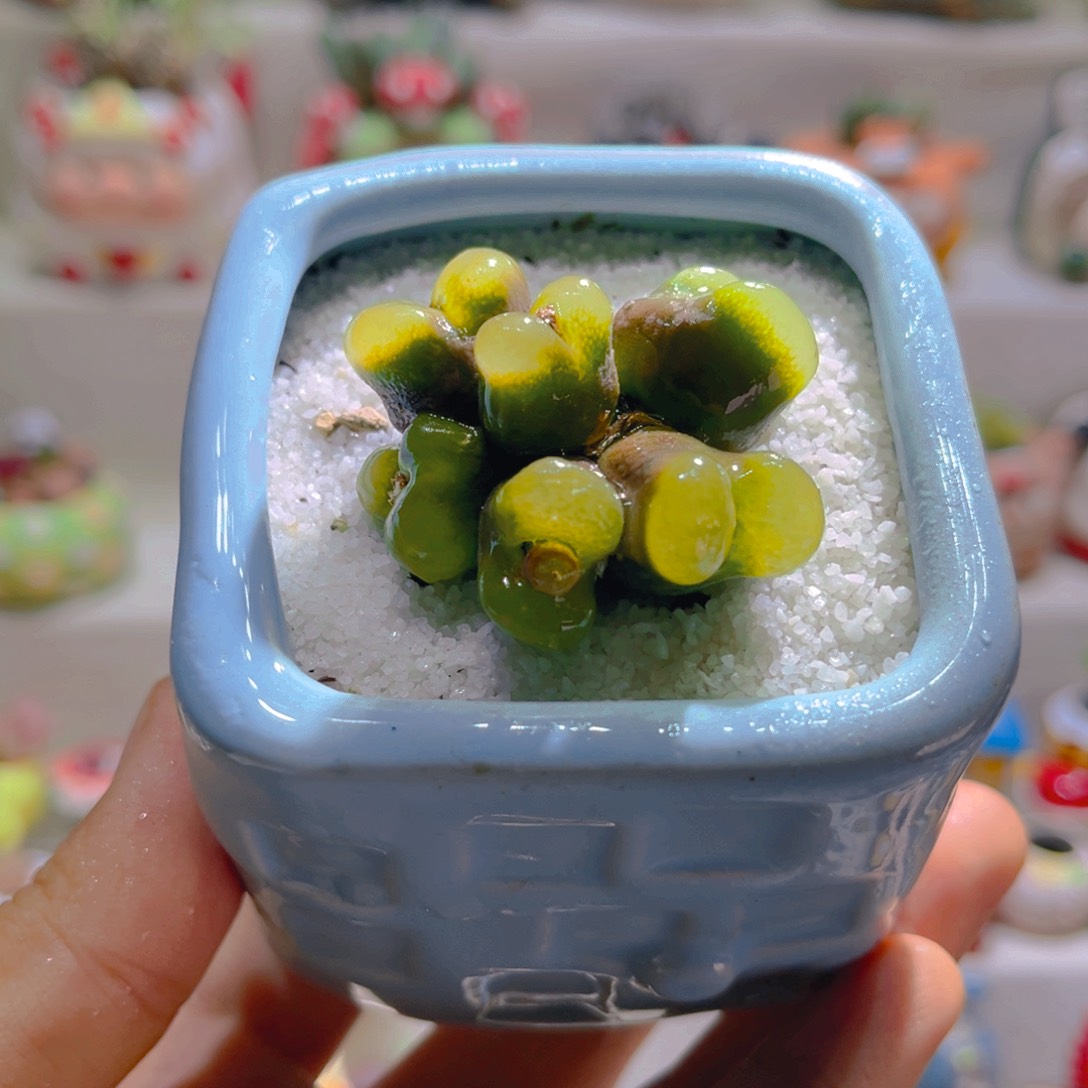 020高端多肉带盆土一套68