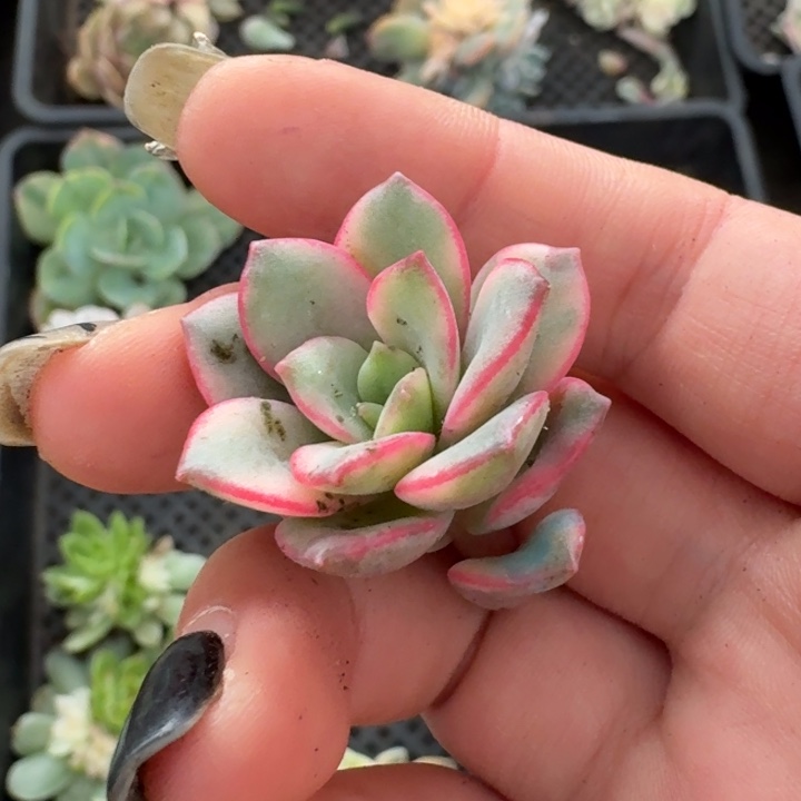 花旦侧芽一物一拍