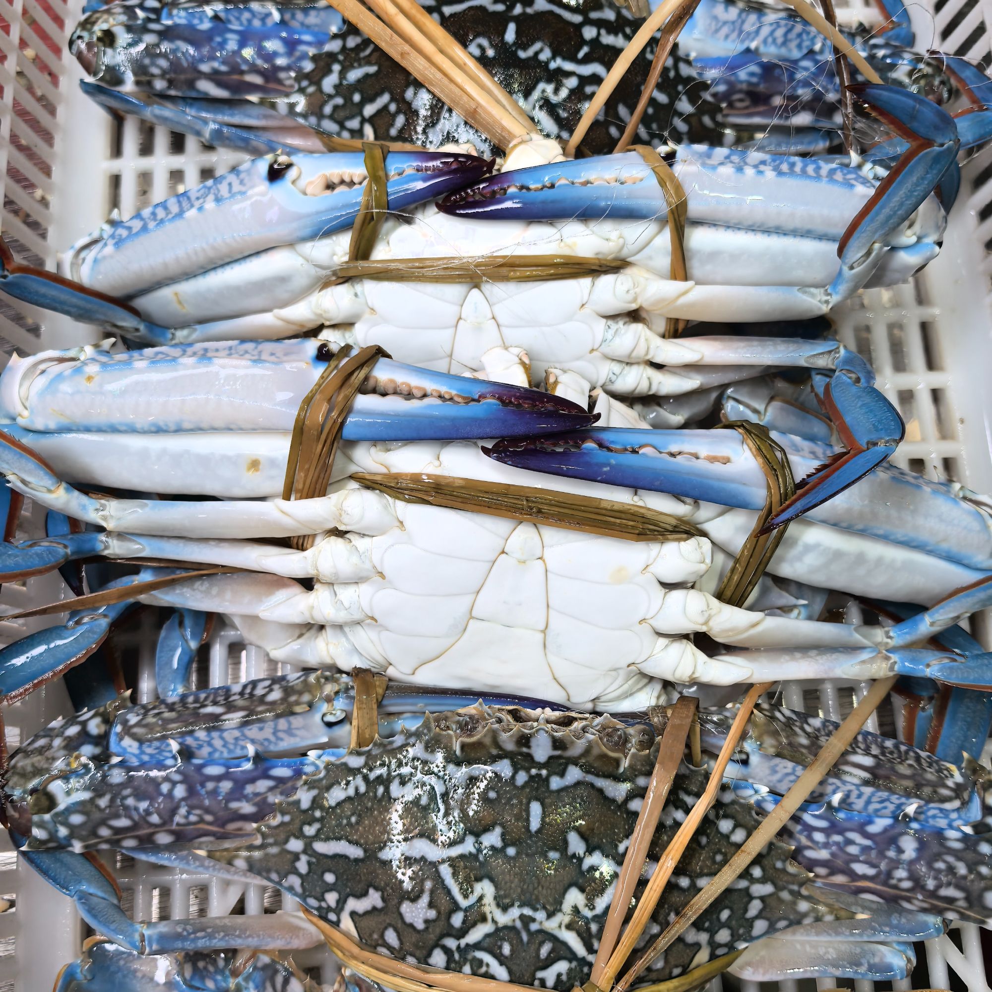 【充氧活发】野生兰花蟹 两种规格任选 一共1.9-2斤 默认失水5%