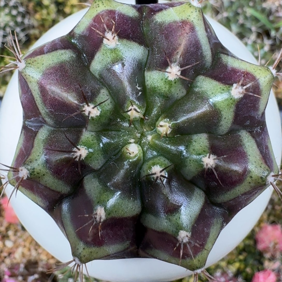 米哈实生自然锦泰国进口 陀螺 298