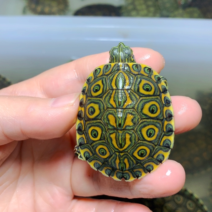 巴西彩龟不分公母4甲大河