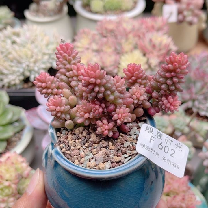 艺***宝602 浆果 带陶瓷盆发货 满28包邮
