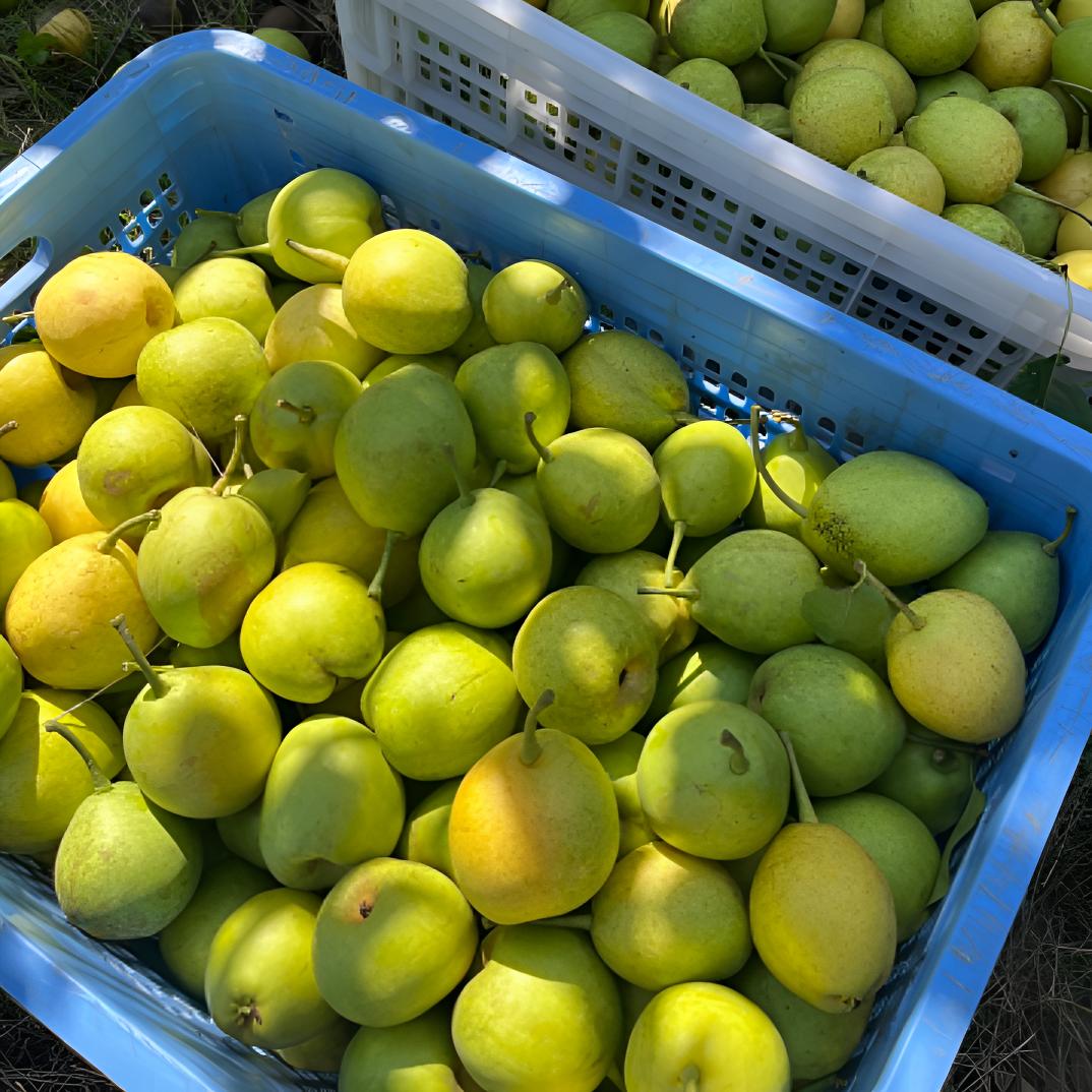 【阿林】湘西农家当季新鲜初夏li