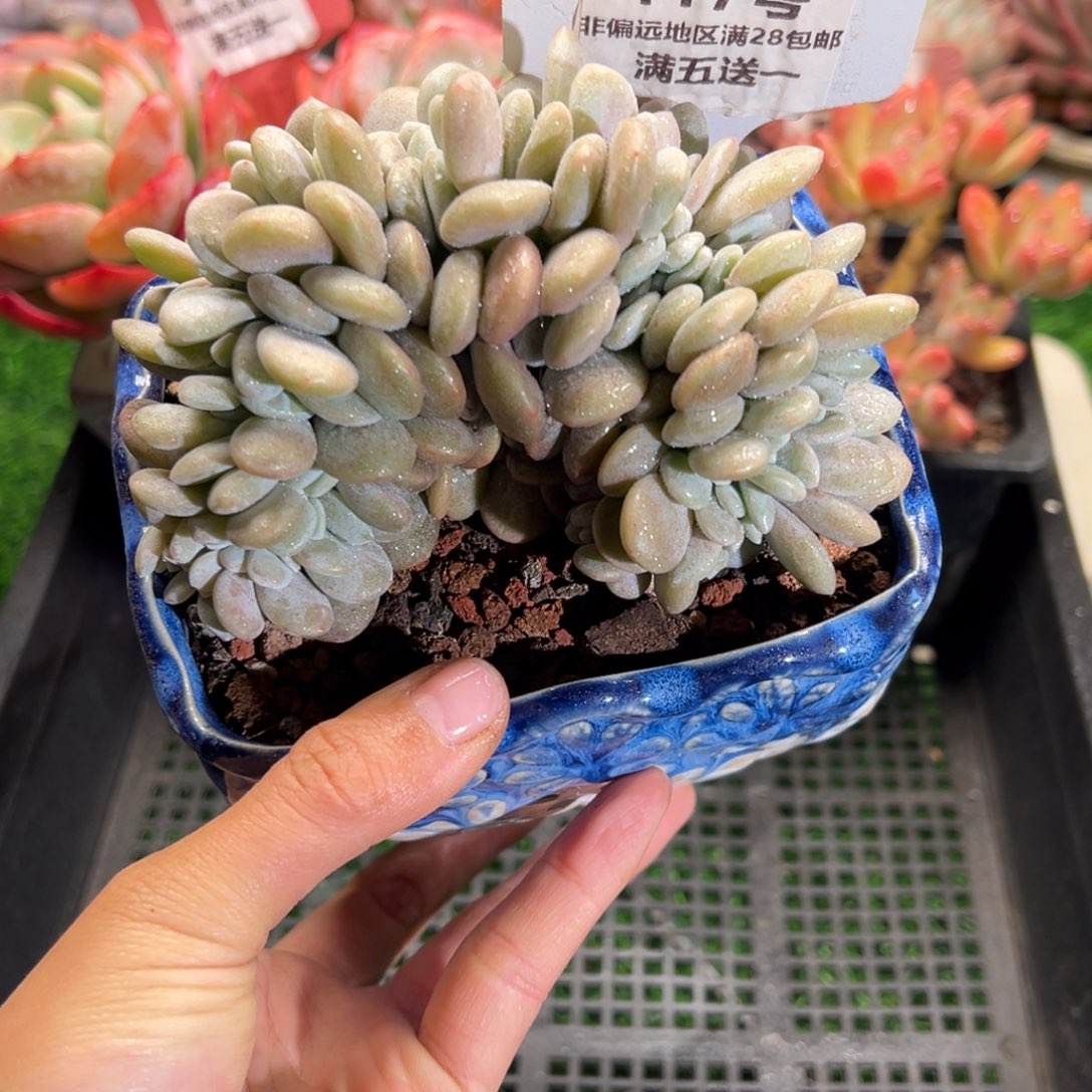 表妹精品多肉植物117.