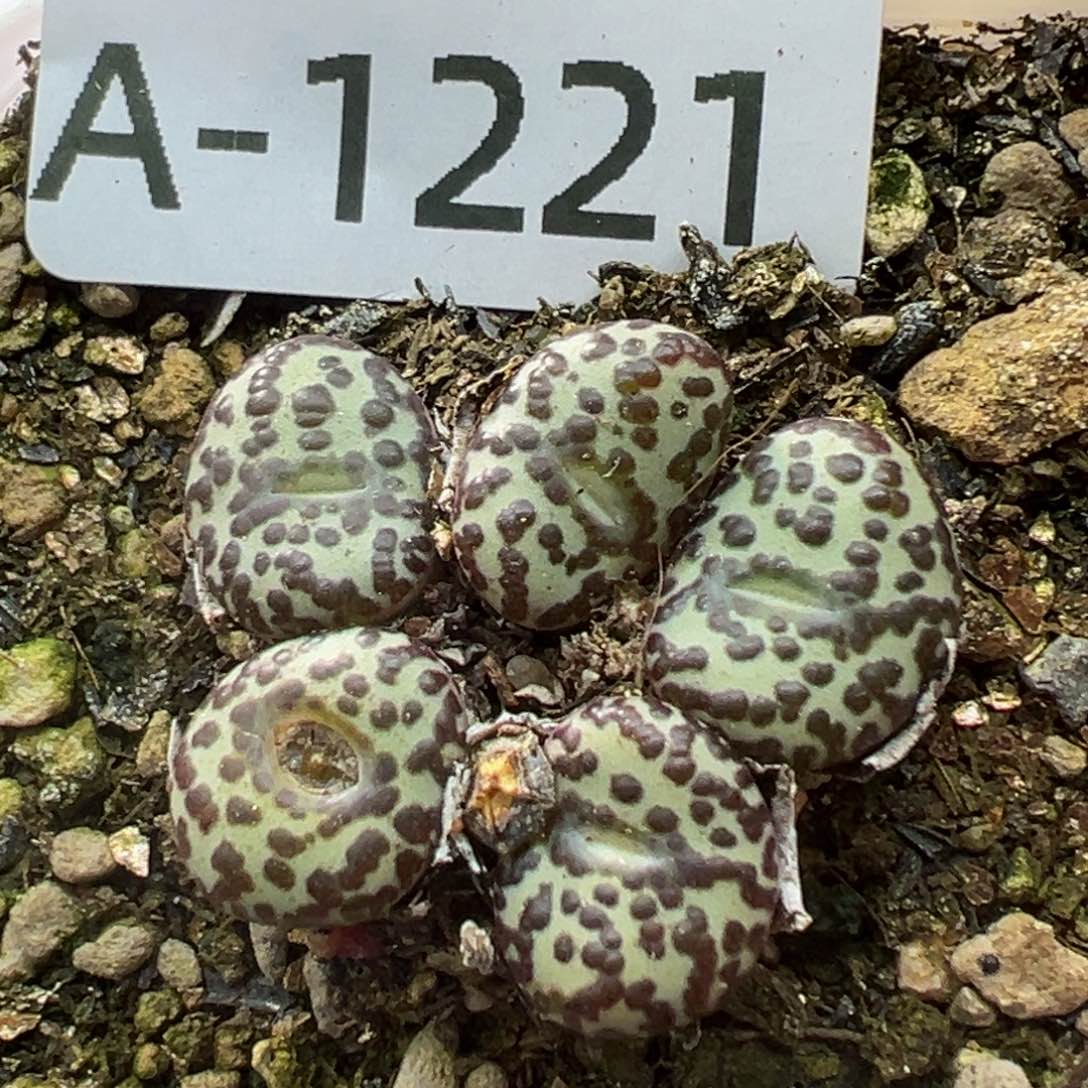 多肉植物111111111111111111