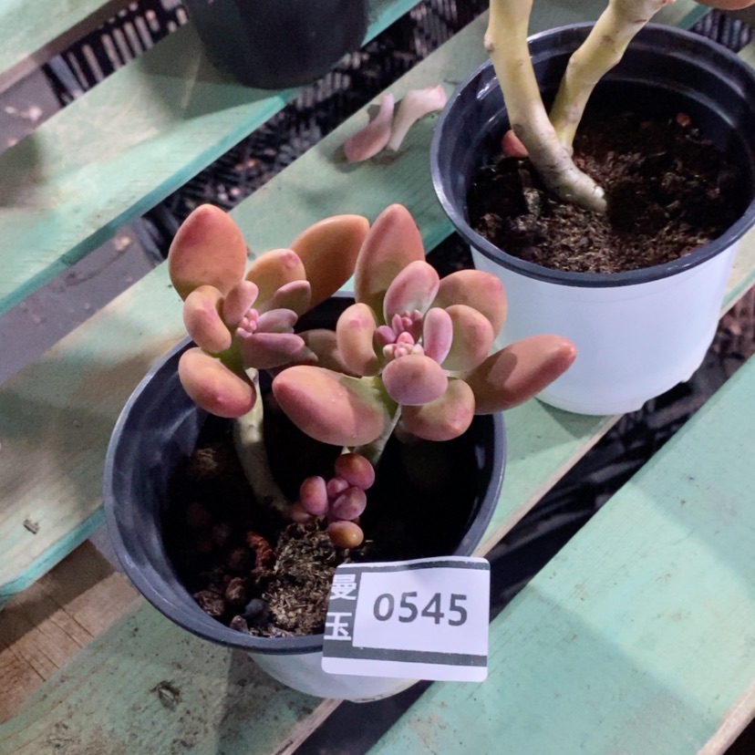 【闪购商品】芒果0545