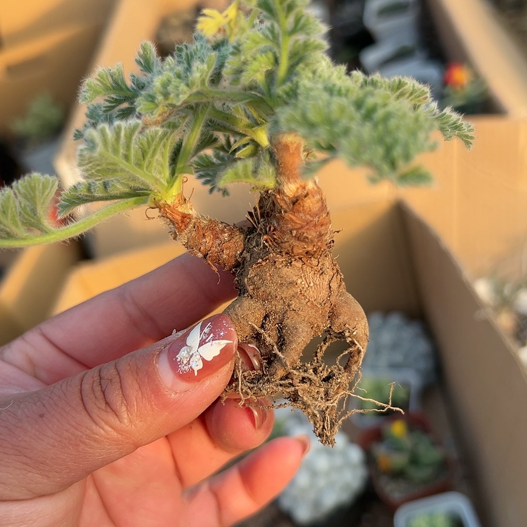 多肉植物福利雨衣洋葵