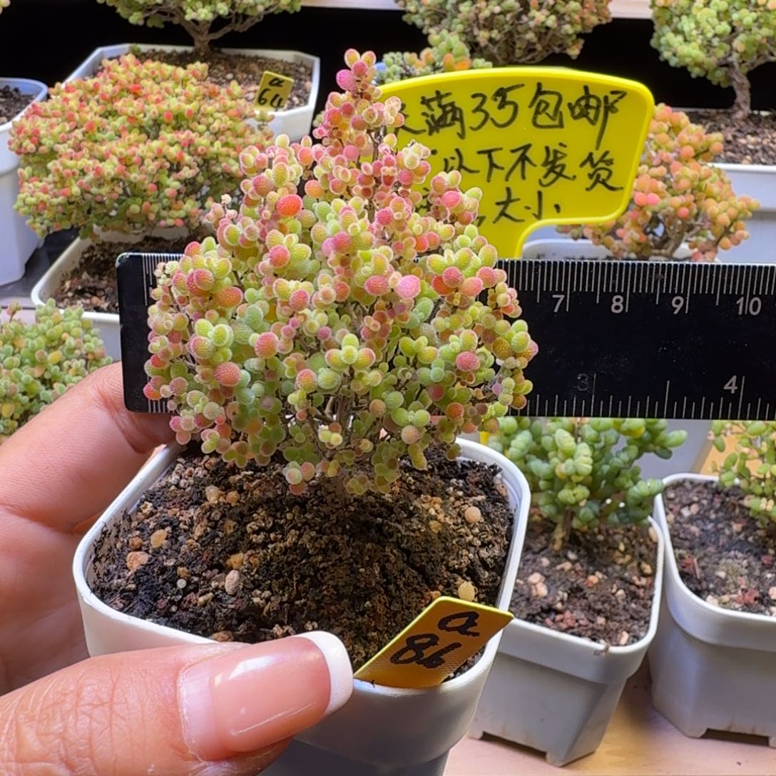 顾****a86号蜜橘冠服6.5厘米左右