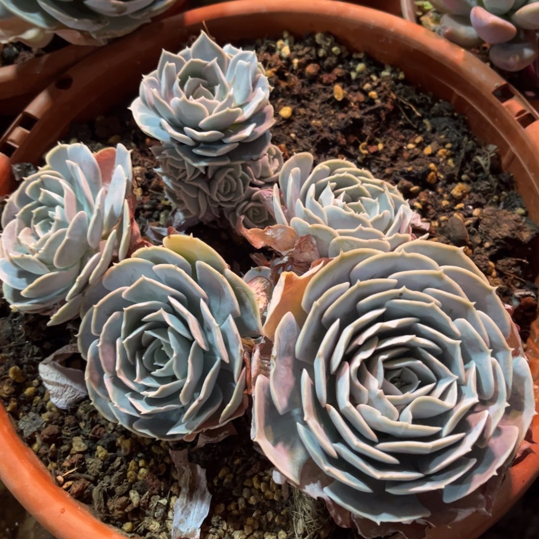 大部分开放少量花苞开播福利圣卡洛斯大群