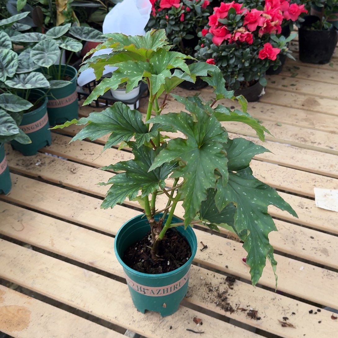 完全开放竹节25号一棵