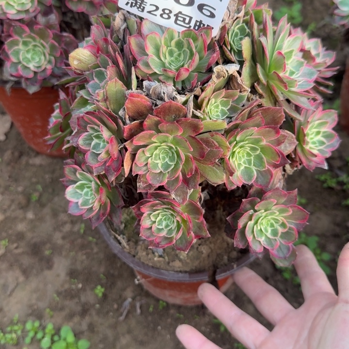2806二号棚万花筒B