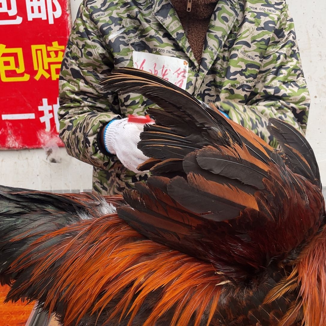 211111111中国大陆包装208号