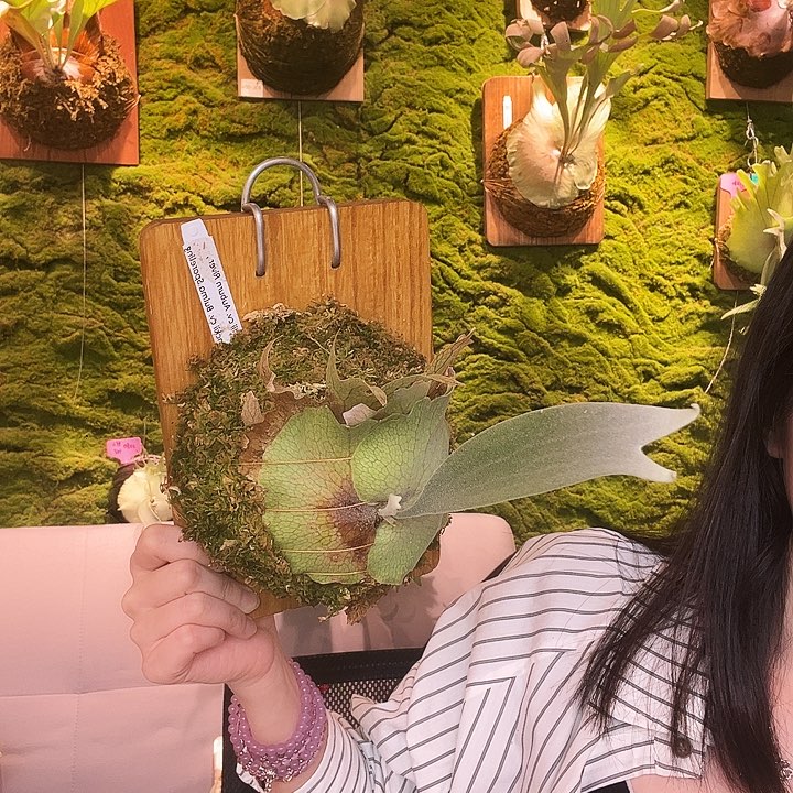 不开花植物Stem ar bulma