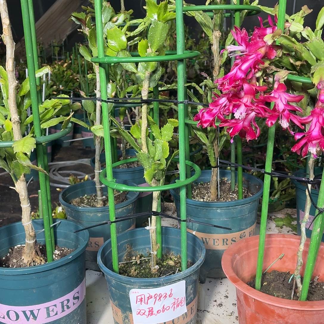 用***7无花朵用户9836花友叶仙嫁接两层060福利款