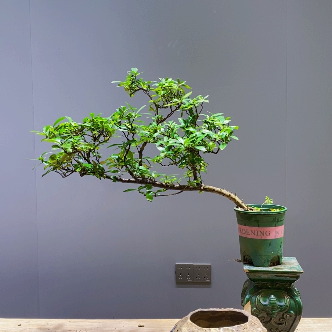 当前无花朵，栽培后可花朵许*