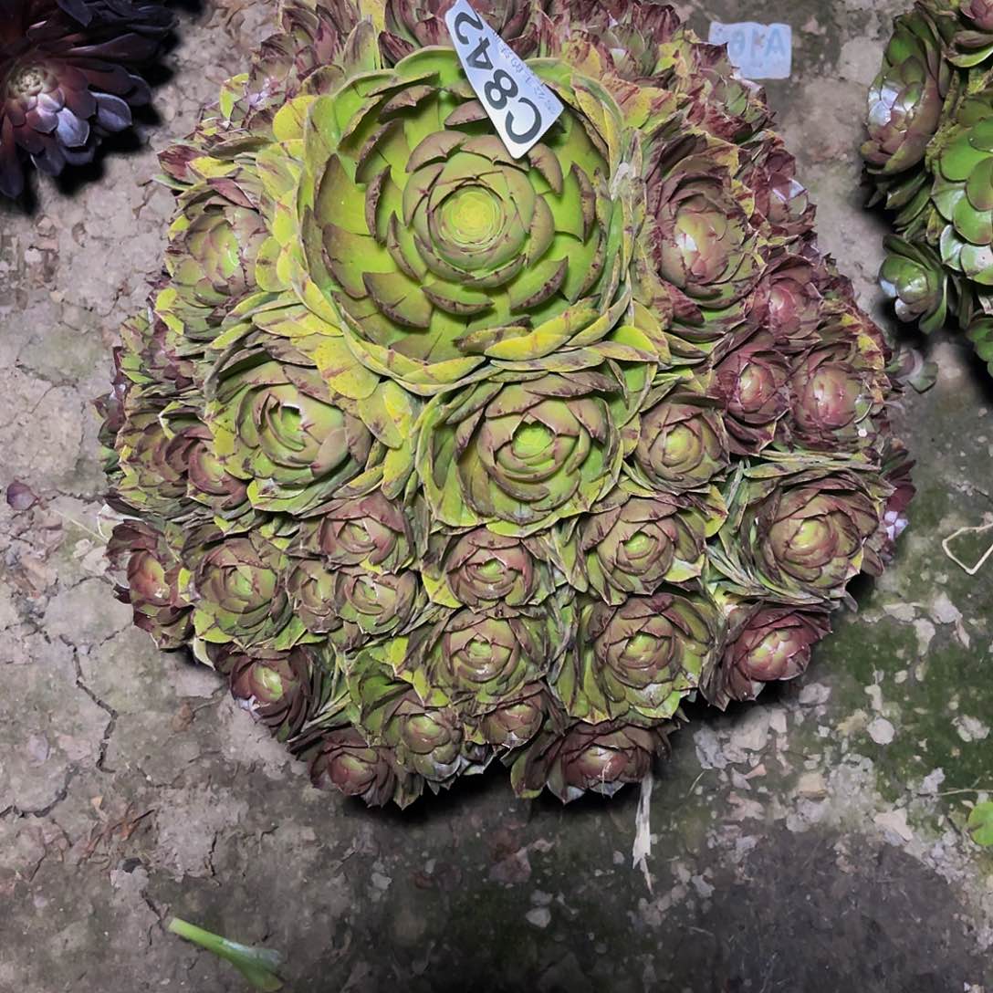 法师法师14-1包邮法师