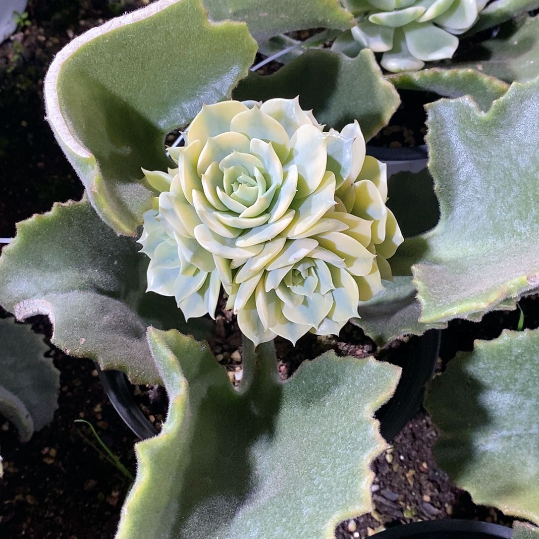 雪域锦多肉植物老桩