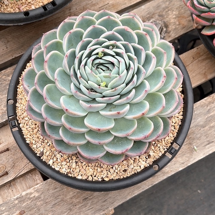 多肉植物，水晶玫瑰