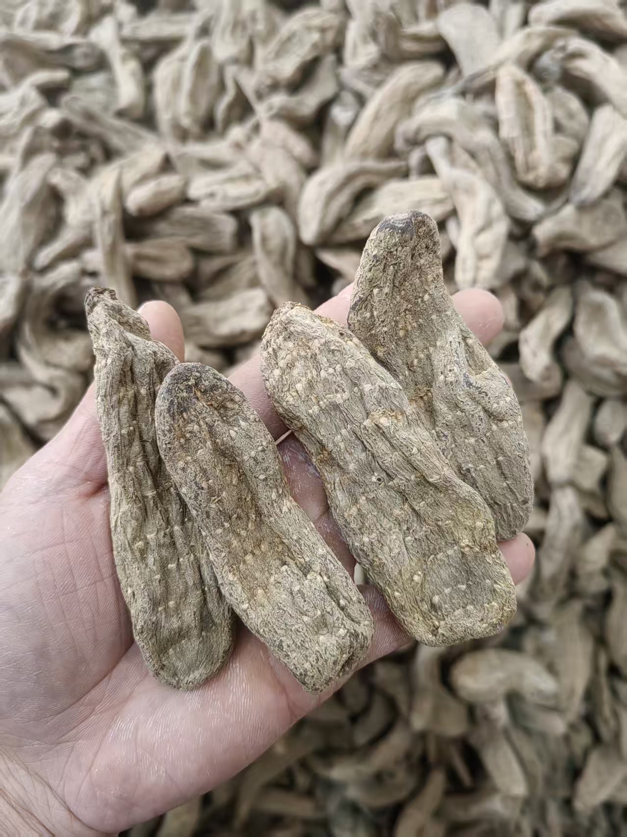 乌天麻/云南昭通高山乌天麻