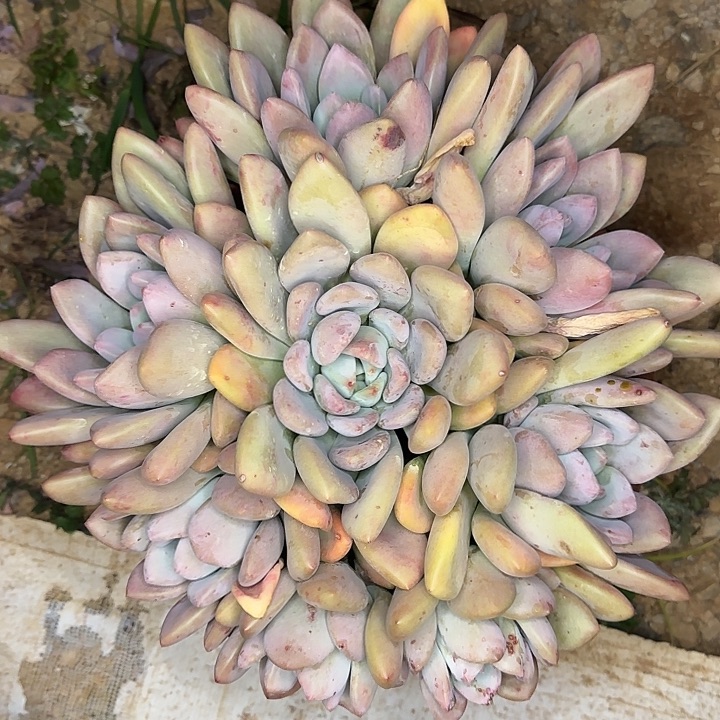 李***菲奥普270 多肉植物一物一拍