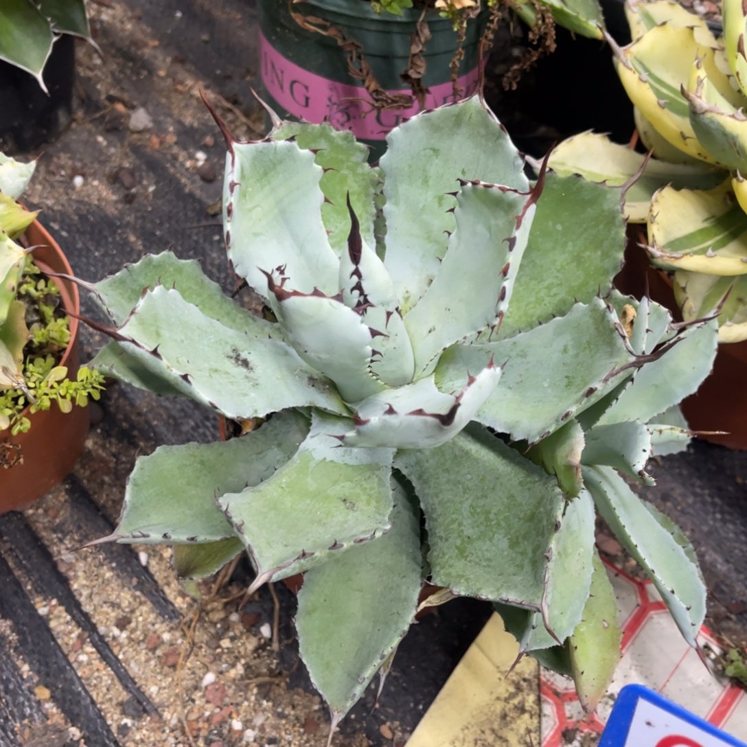 吉祥冠原始种龙舌兰