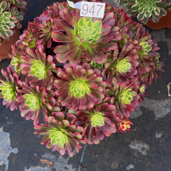 淡***衫0000000000947天和福利价