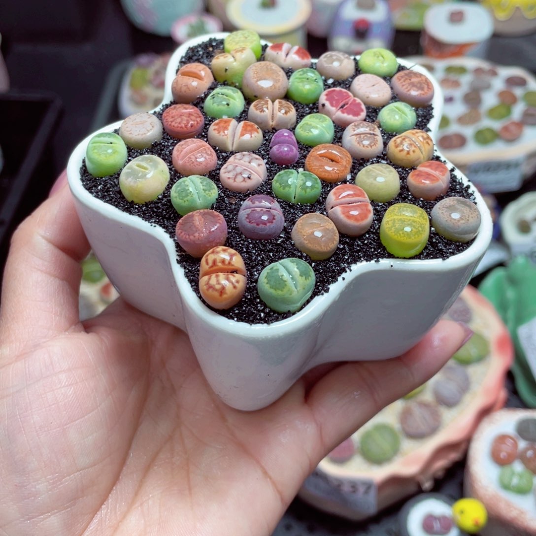 w6243 -零下地区保温箱-15支持寄养