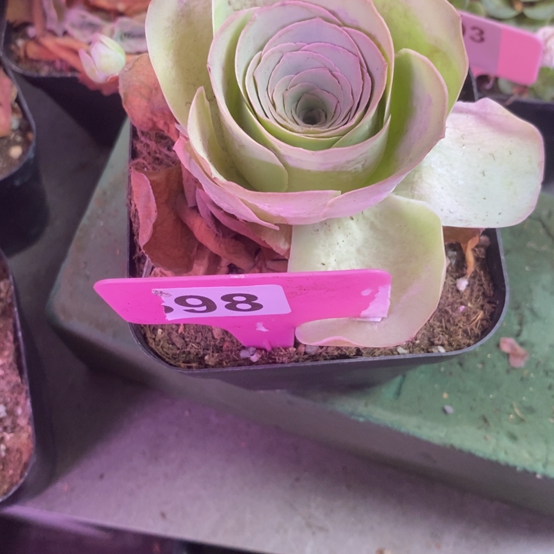 宁***)yjj98一物一拍姹紫嫣红