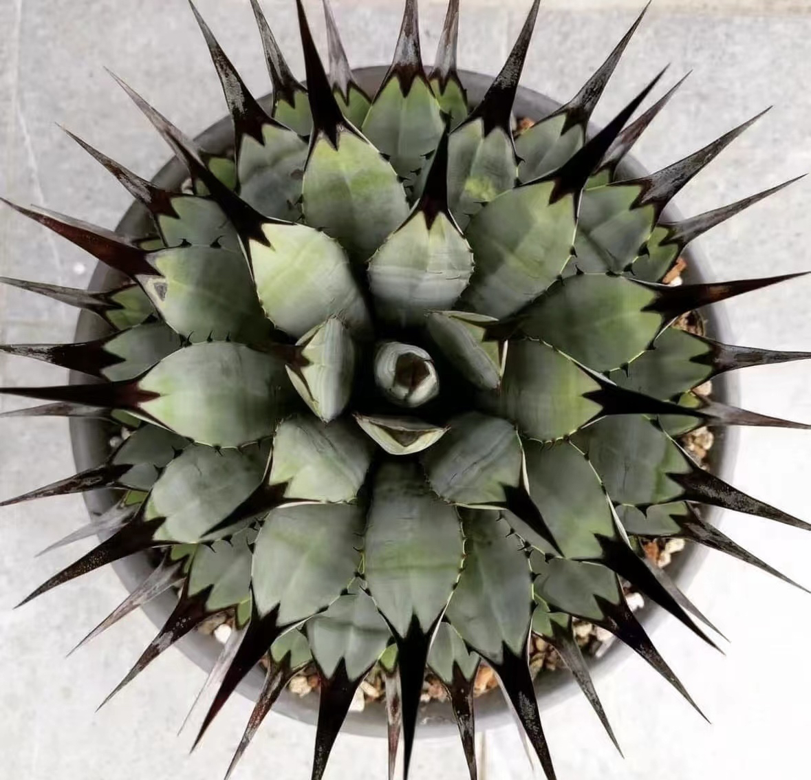 龙舌兰110-300元各价格