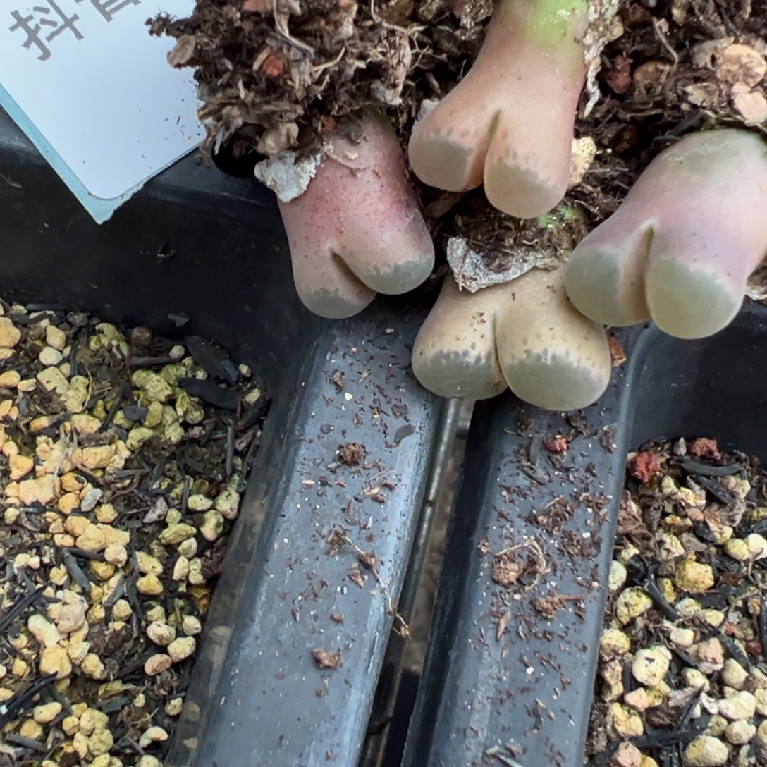 29-267量拍m风铃混5颗