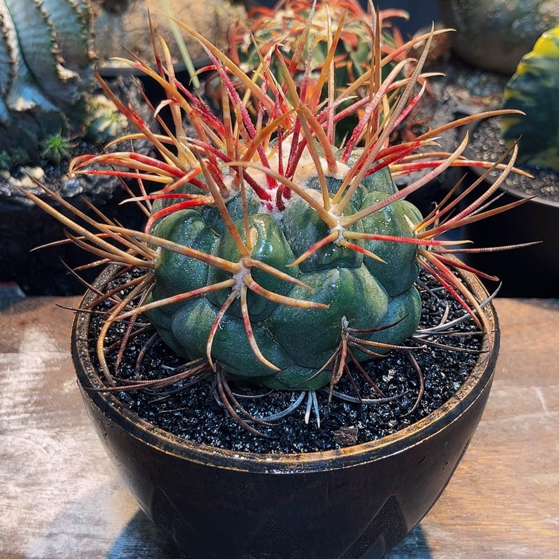 绯冠龙Zzzzzzzzzzzzzzzz