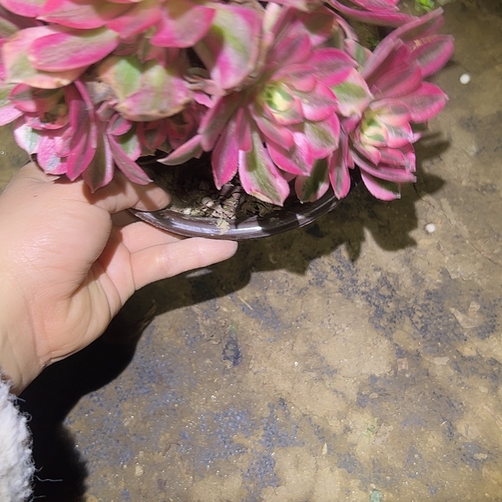 多肉法师植物链接12