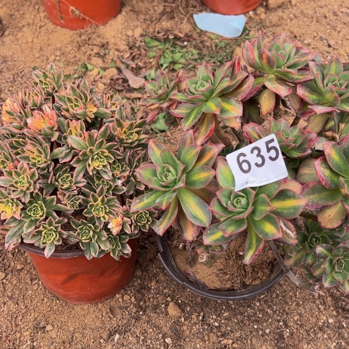 组合砍头多肉植物635