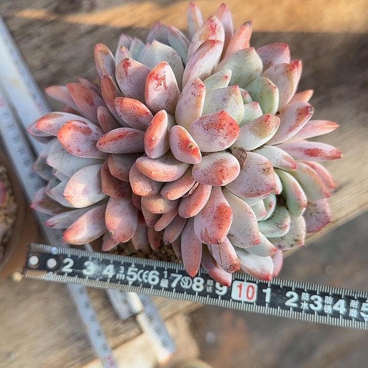 橙子670 多肉植物一物一拍