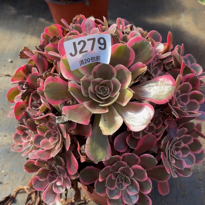 瑞妈多肉植物，279皇后